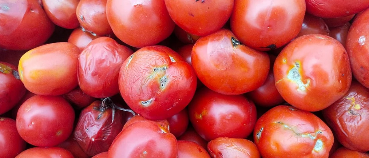 Tomato Tuta Pestiside