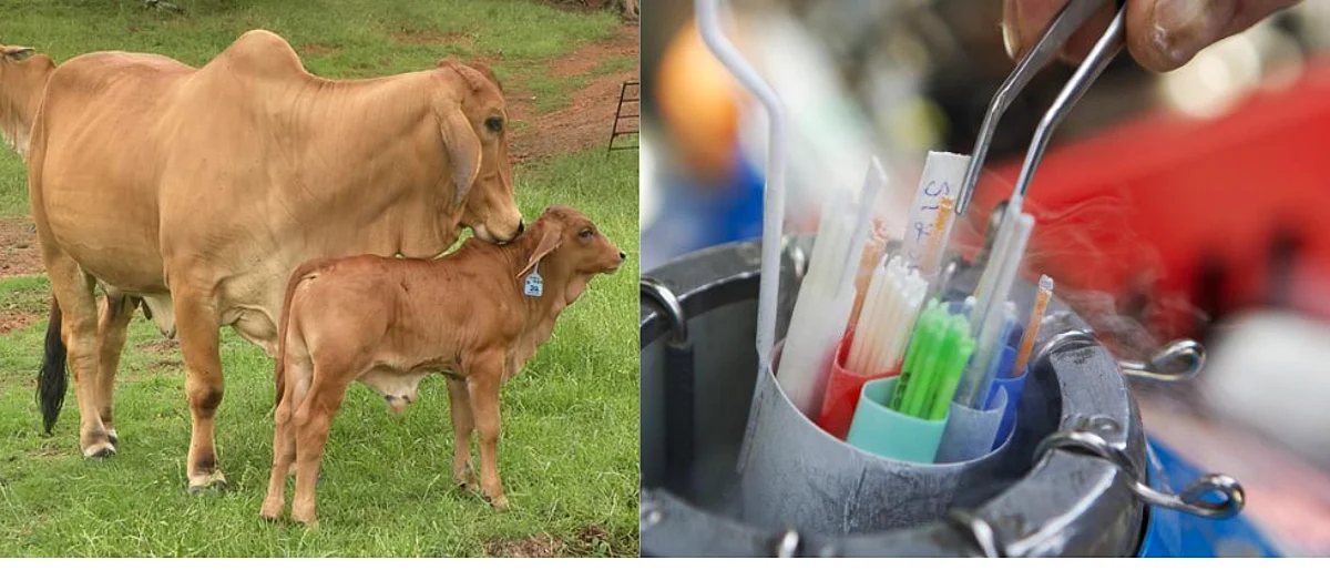 Animal Breeding