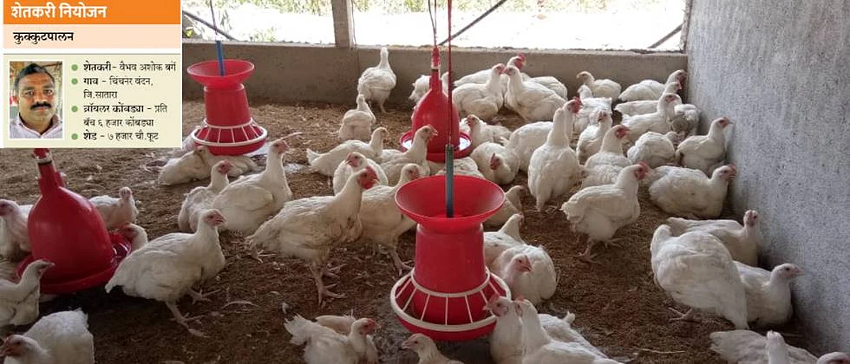 Special emphasis on food management helps the birds to achieve the expected weight.