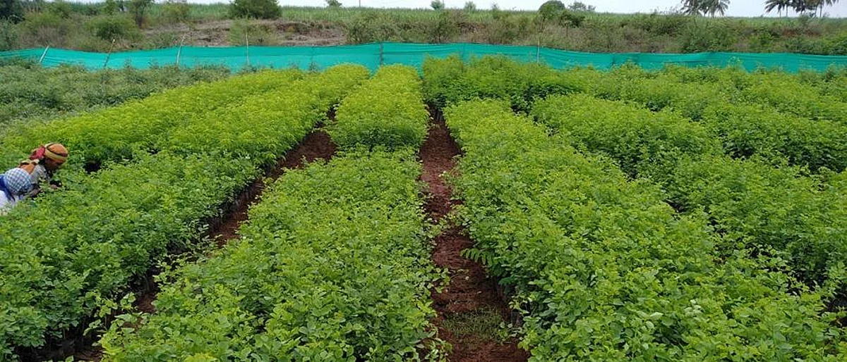 वनरोपवाटिकेतून गटाने तयार केली ओळख
