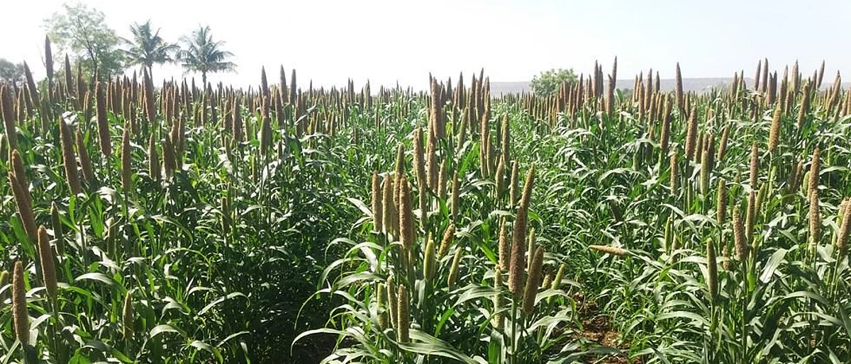 Summer crops flourish in Khandesh