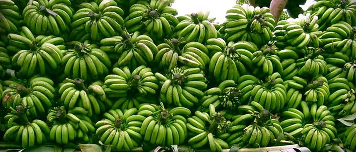 Pressure on banana rates