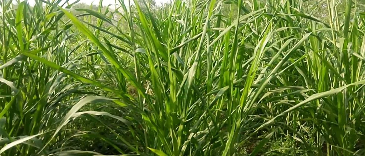 सकस चाऱ्यासाठी बीएचएन - १० संकरित नेपियर