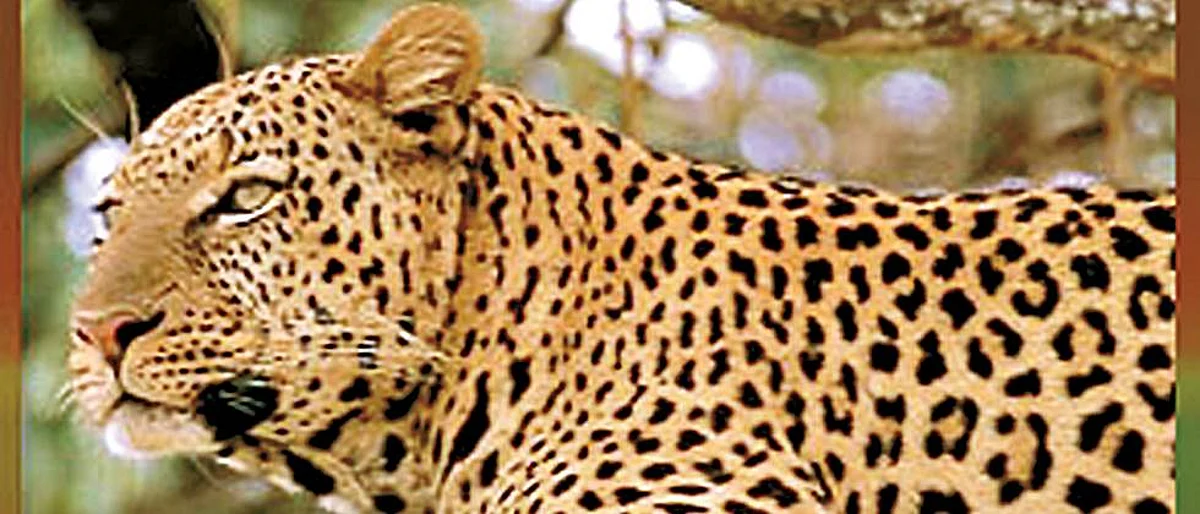 In the rocks of Karmala A leopard-like animal