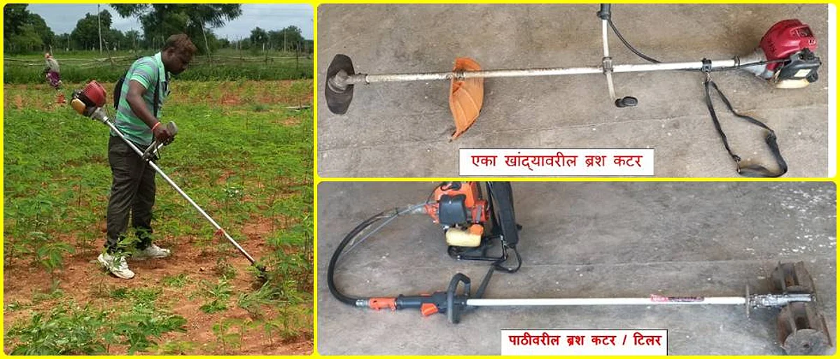 Use of brush cutter to cut green crop.