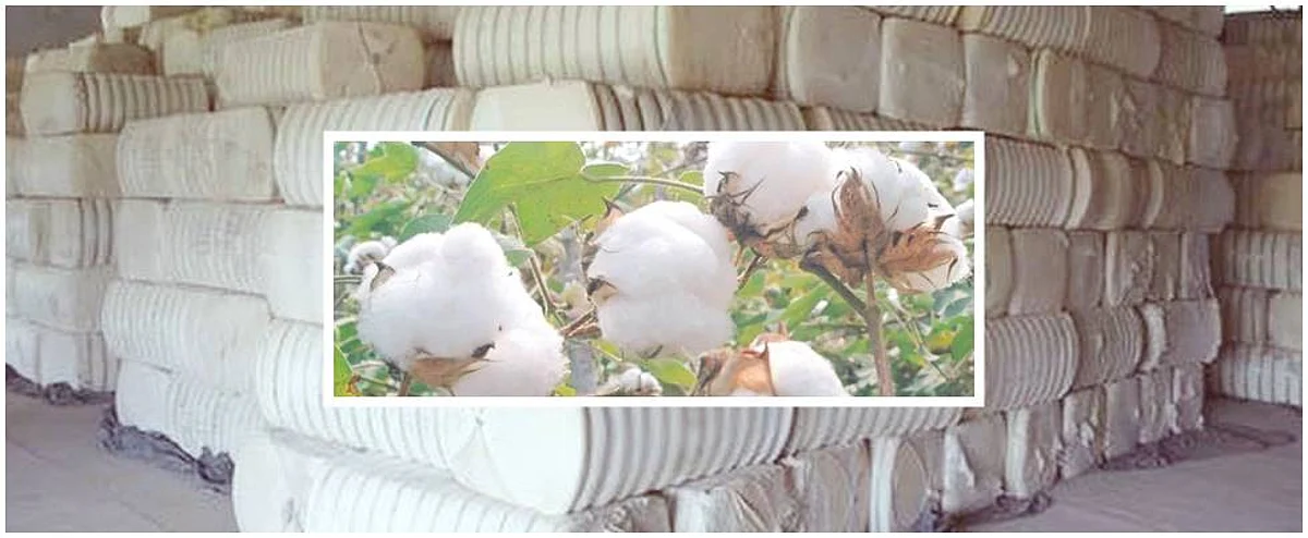 Cotton