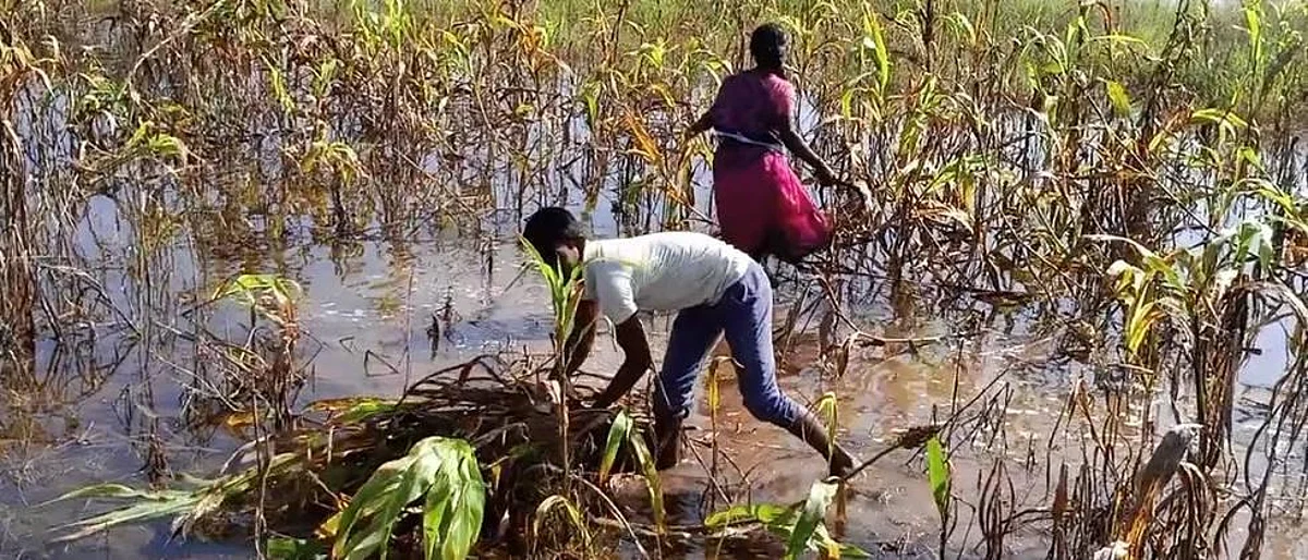 Crop Damage