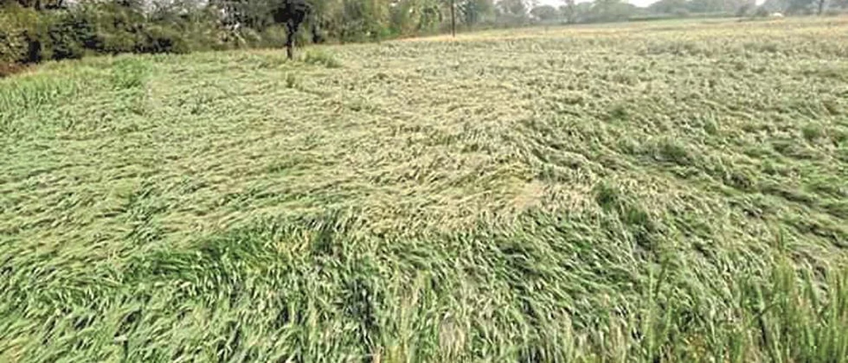 नांदेड जिल्ह्यात अवकाळीचा दोन हजार हेक्टरला फटका