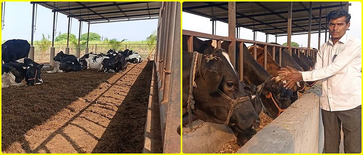 मुक्त गोठ्यातील गायी आणि सुलभ गव्हाण.