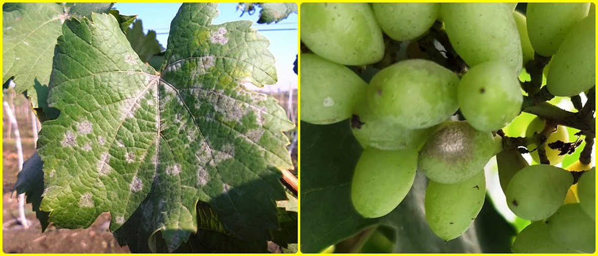 grapes advisory