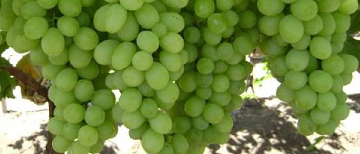 grapes