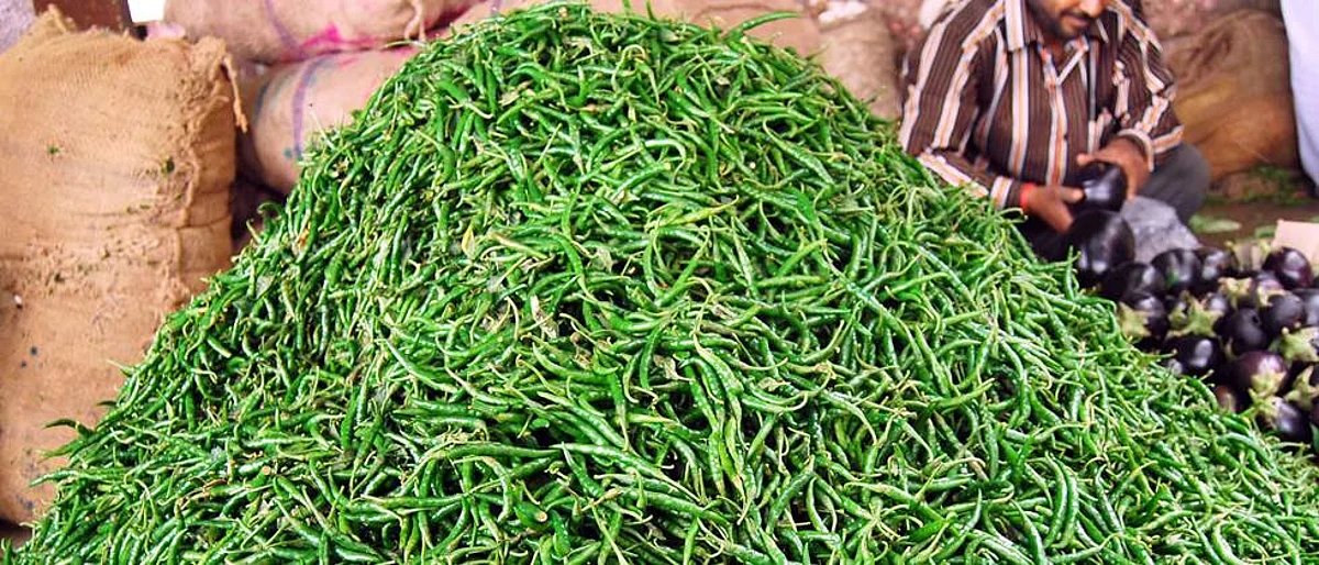 1800 to 2600 for green chillies in Jalgaon