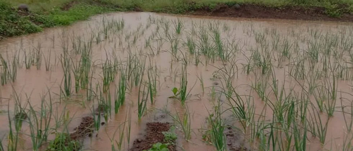 Heavy rains in Solapur district