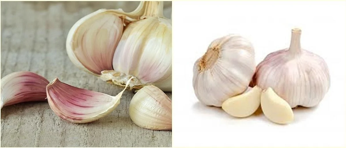 value added products of Garlic