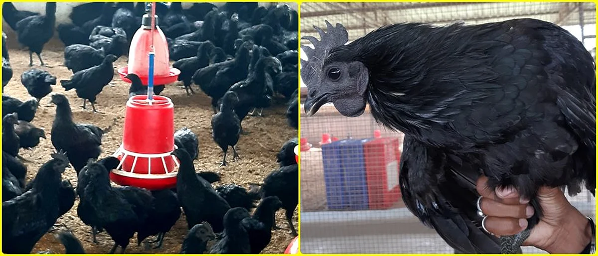 Kadaknath poultry
