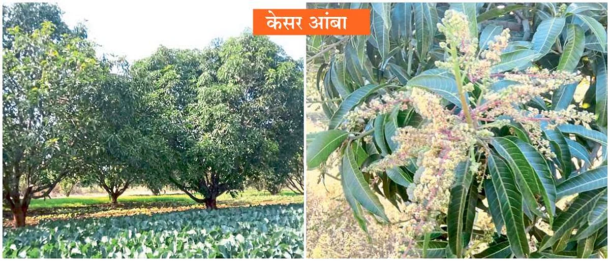 मराठवाड्यात कुठे मोहर, तर कुठे प्रतीक्षा; केसर आंब्याचे थंडीवर गणित