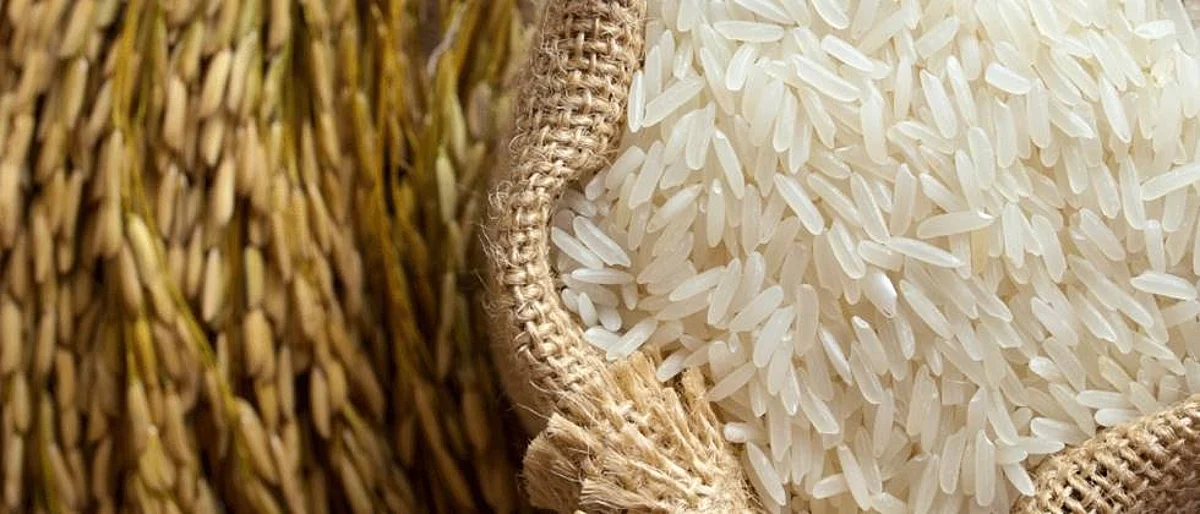 rice and wheat