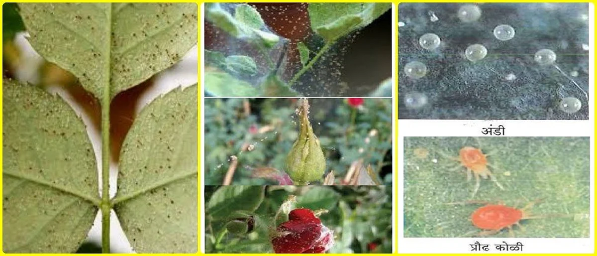 Red spider management on roses in the greenhouse