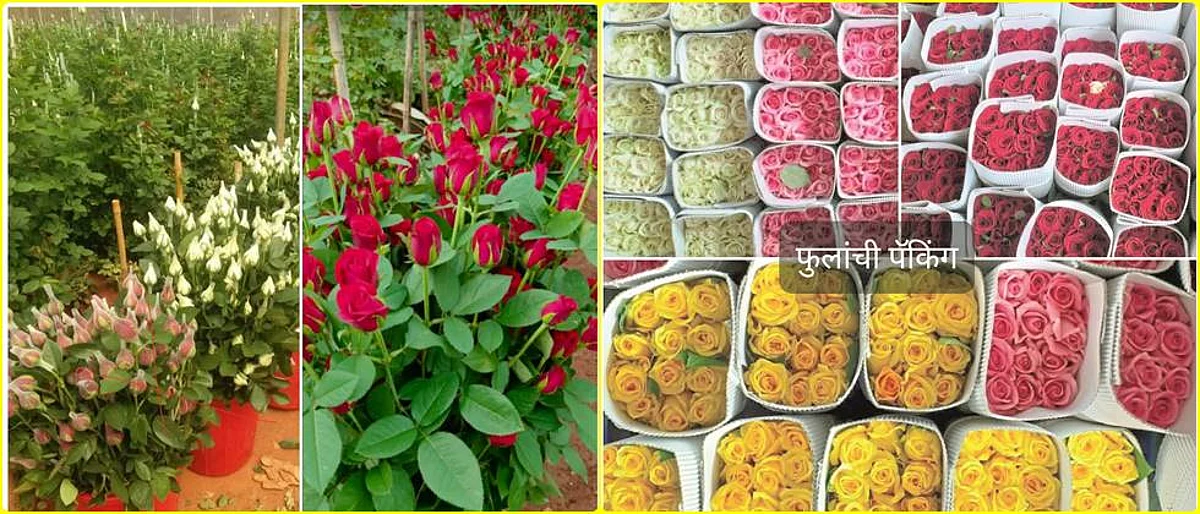 Rose Flowers should be harvested at proper stage