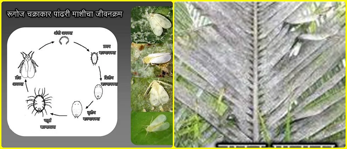 Biological control of Rugos circular whitefly on coconut