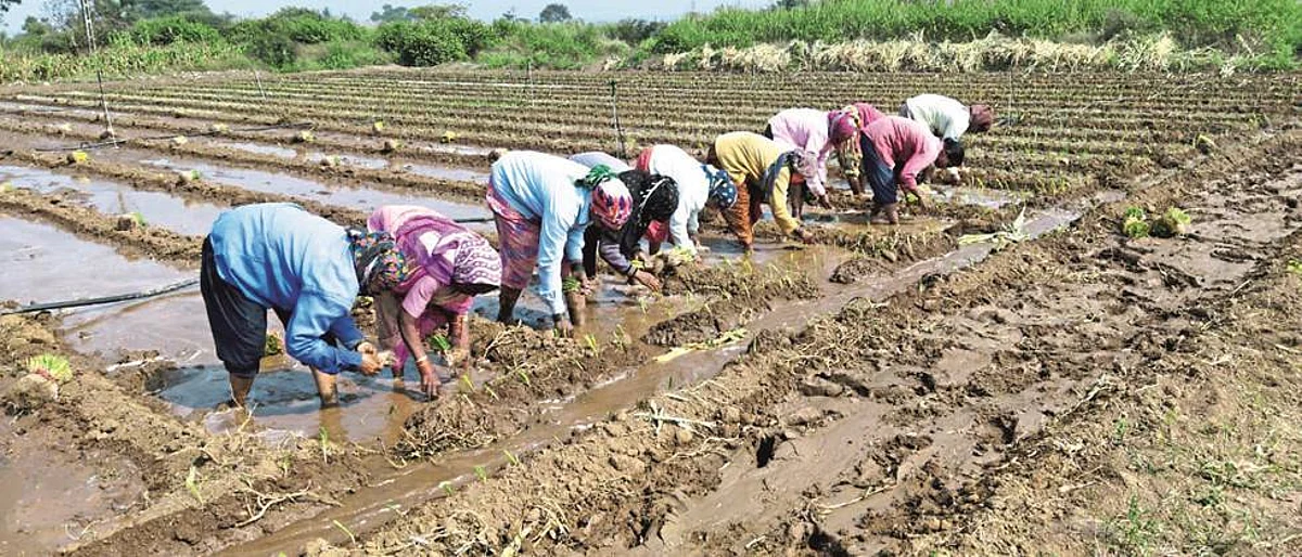 पुणे विभागात रब्बीतील कांदा लागवडीत वाढ