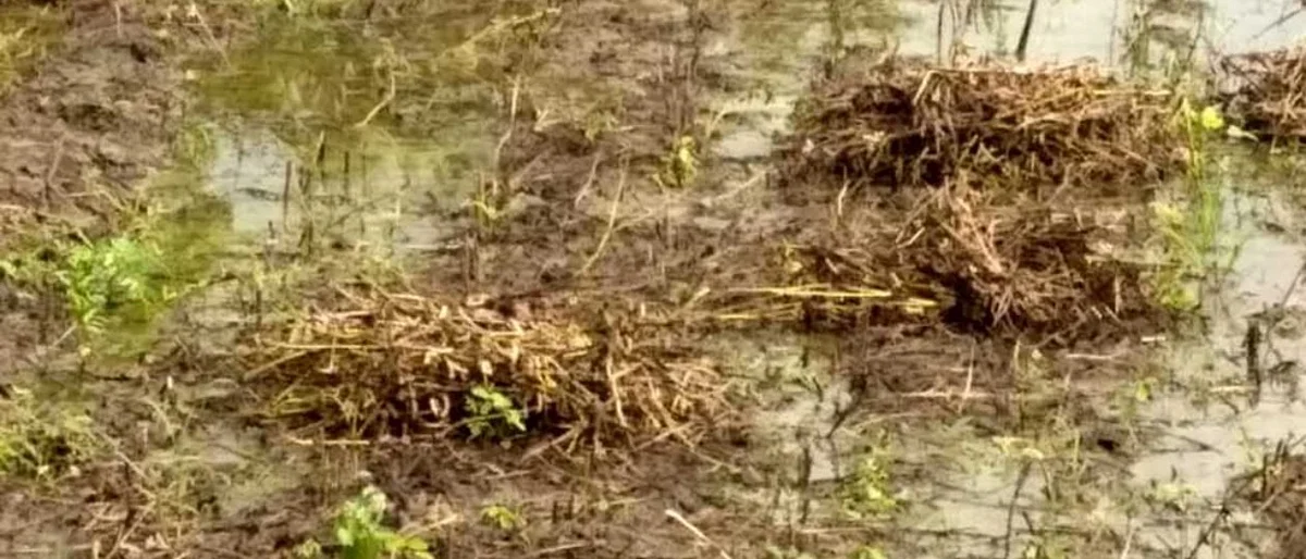 नुकसानग्रस्त शेतकऱ्यांनी सर्वेक्षणासाठी सहकार्य करावे : तोटावार