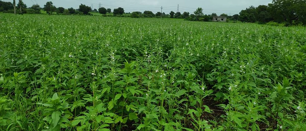 Sesame seeds in Gevrai market, Increased rates to matki