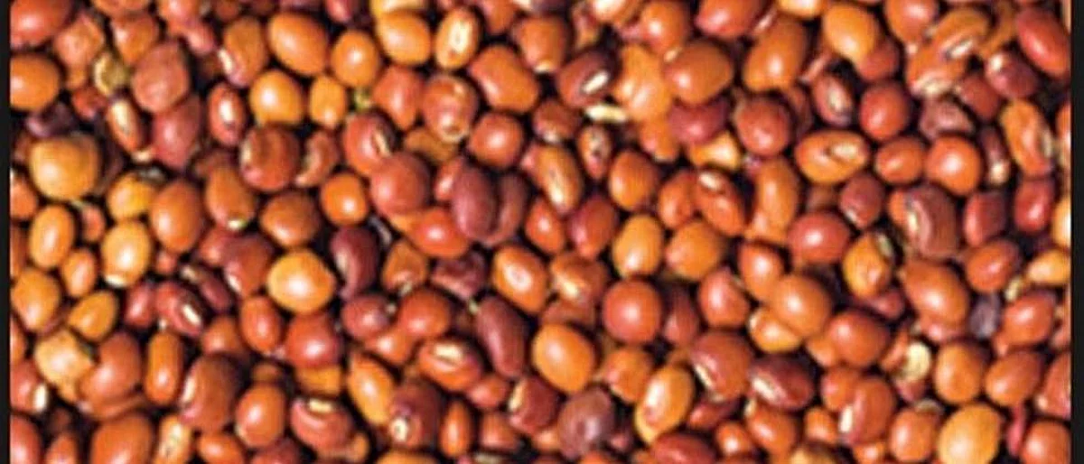 जालन्यात तुरीची सर्वाधिक आवक