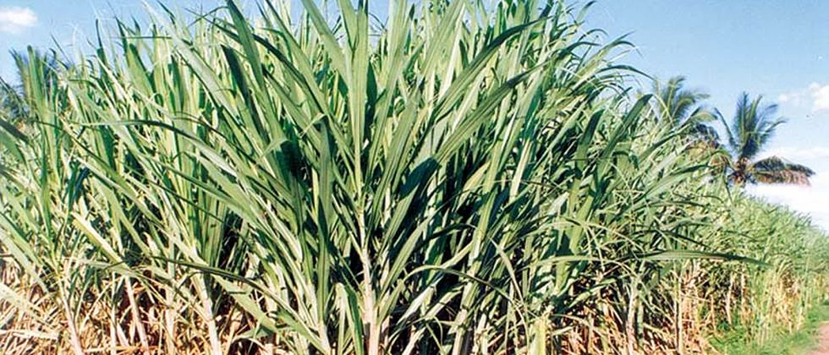 In the vicinity of the cat Sugarcane is sand