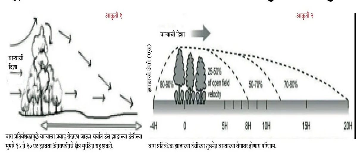 सूक्ष्म हवामानासाठी वारा प्रतिबंधक सजीव कुंपण उपयुक्त