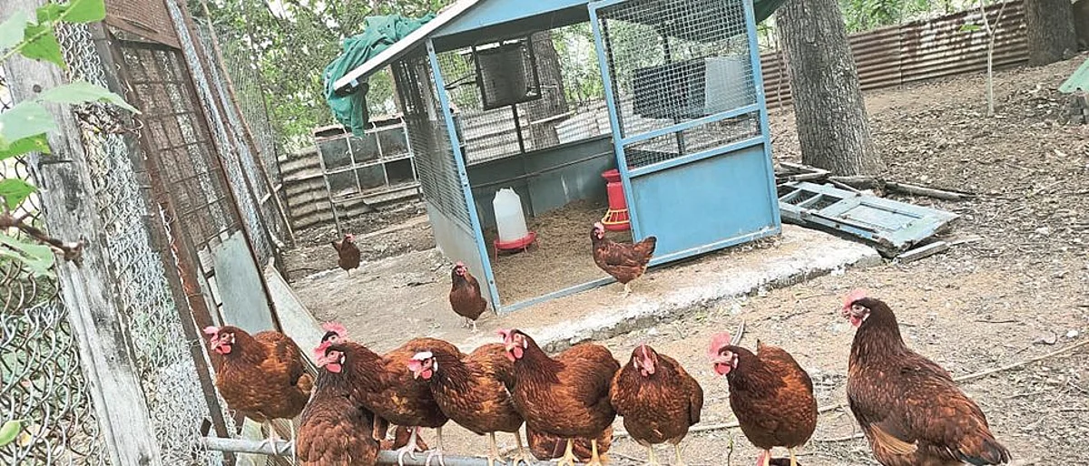कुक्कुटपालनासाठी शास्त्रोक्त पद्धतीचे अर्धबंदिस्त मॉडेल