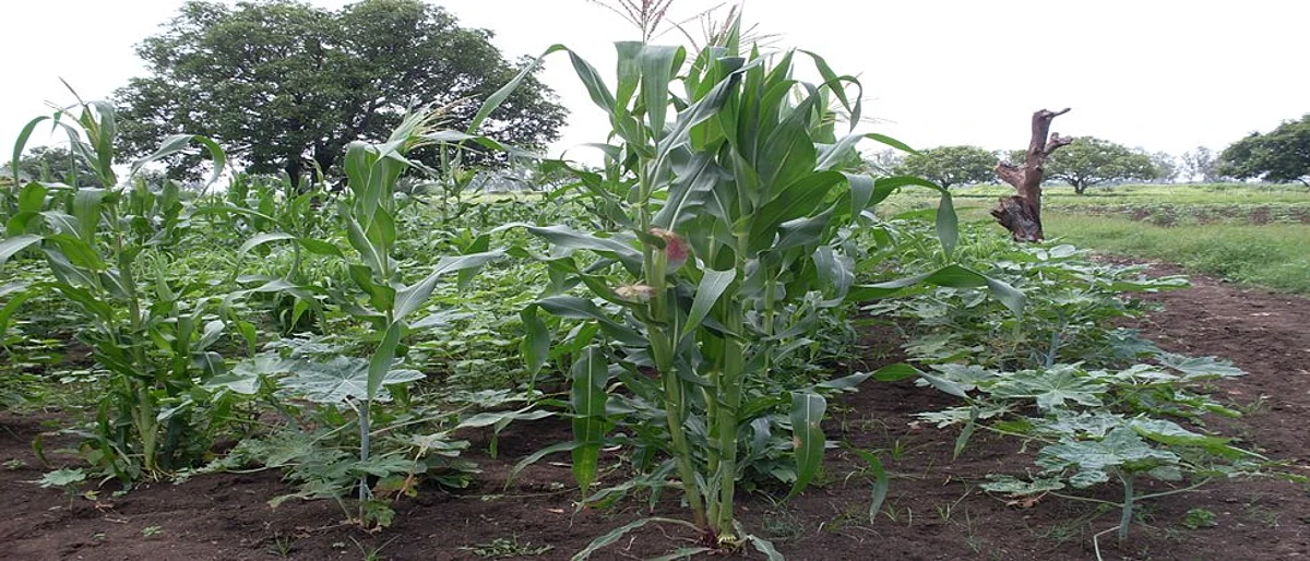 Soil Management
