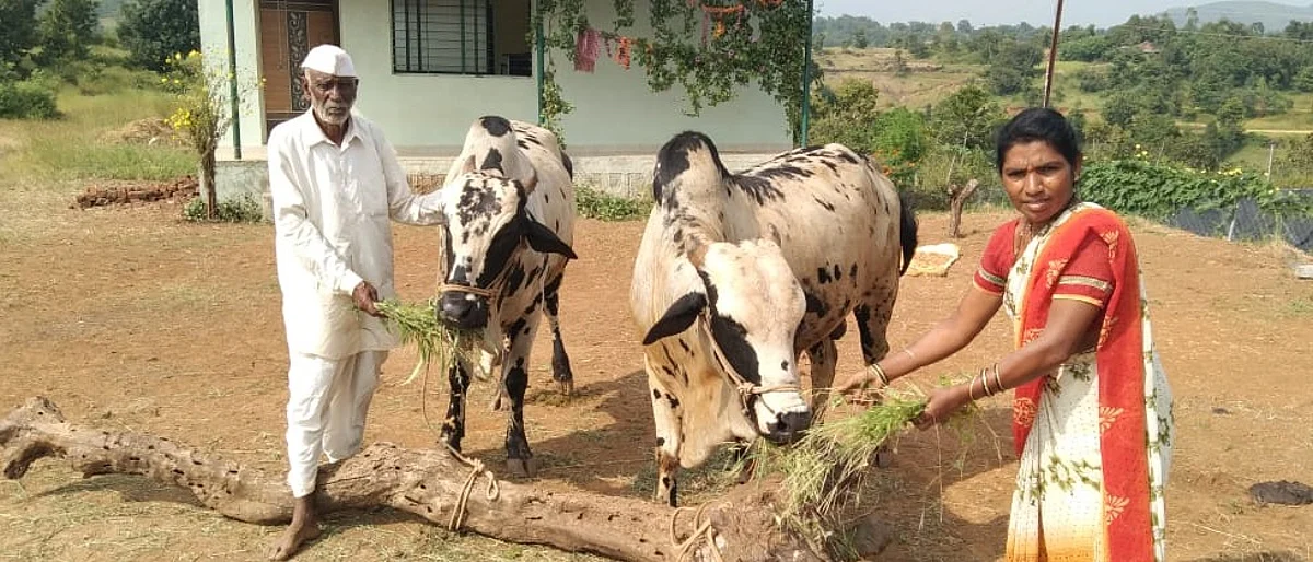 गंगाराम धिंदळे यांचे कुटूंब डांगी गवंशाचे संगोपन अनेक वर्षांपासून करते.