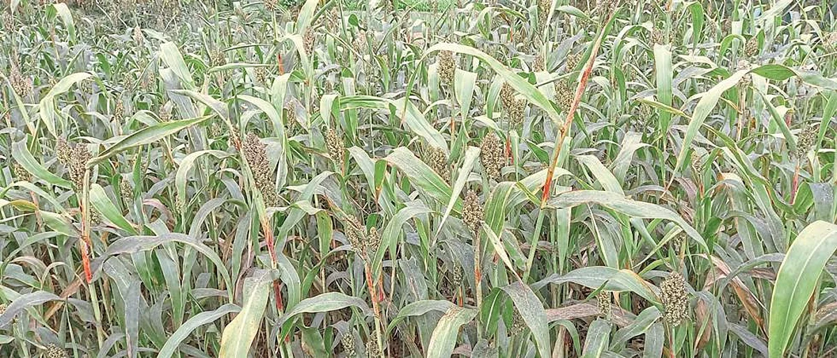 ज्वारीवर चिकट्याचा प्रादुर्भाव
