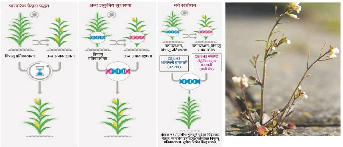 एकाच मूळ वनस्पतीचे गुणधर्म नेता येतील पुढील पिढीत