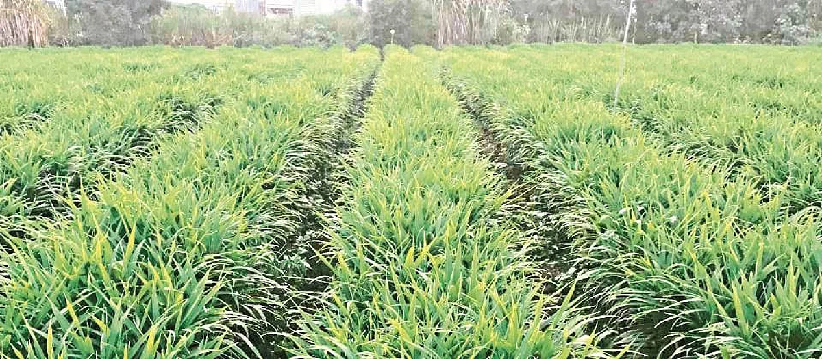 Ginger crop area increased in Satara district