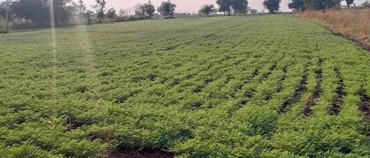 पाच जिल्ह्यांत १४ लाख हेक्टरवर रब्बीची पिके