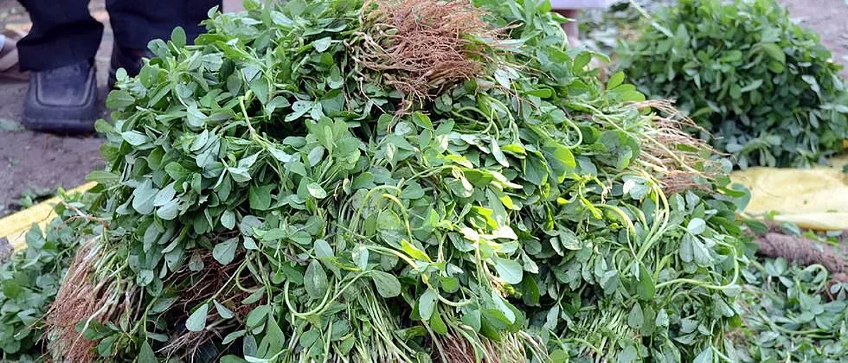 vegetabels