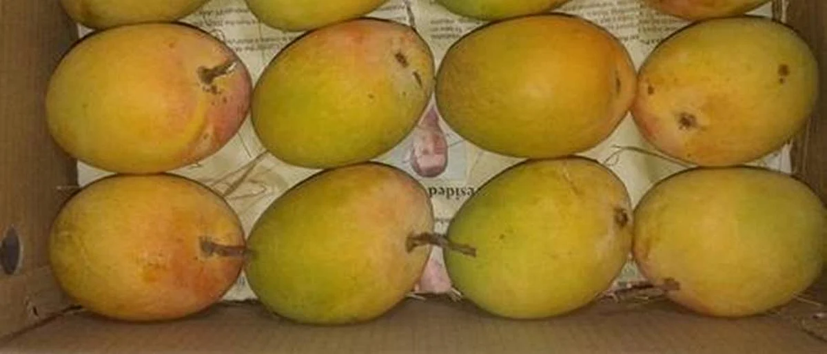 Hapus will go mango In the United States two years later