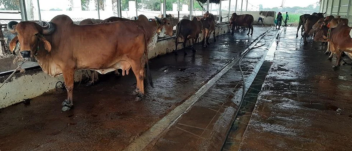 गाईसाठी योग्य आकारमानाचा गोठा
