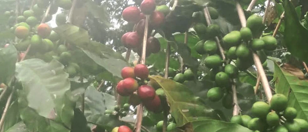 चिखलदऱ्याच्या कॉफीला राज्यभरातून मागणी