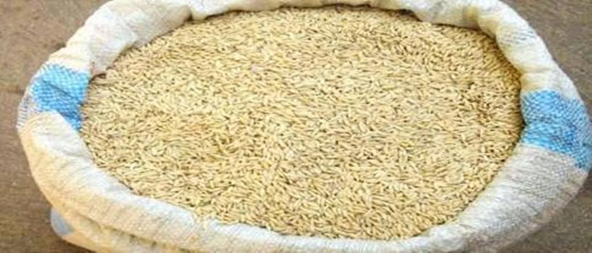 महाविकास आघाडीची सत्ता येताच धान खरेदी थांबली Power of Mahavikas Aghadi As soon as he arrived, he stopped buying paddy