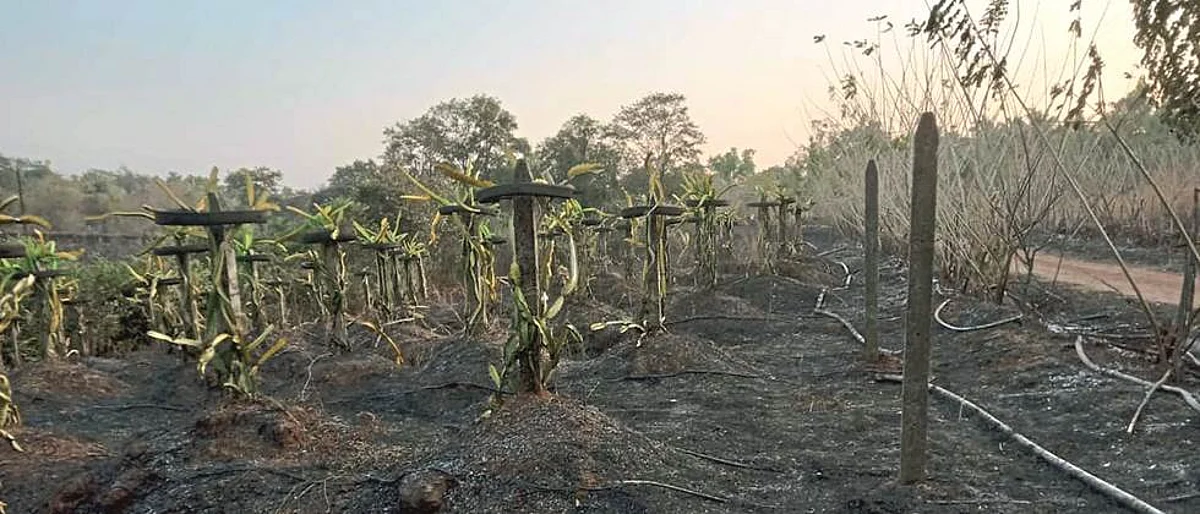 ड्रॅगन फ्रूटची कलमे आगीत भस्म