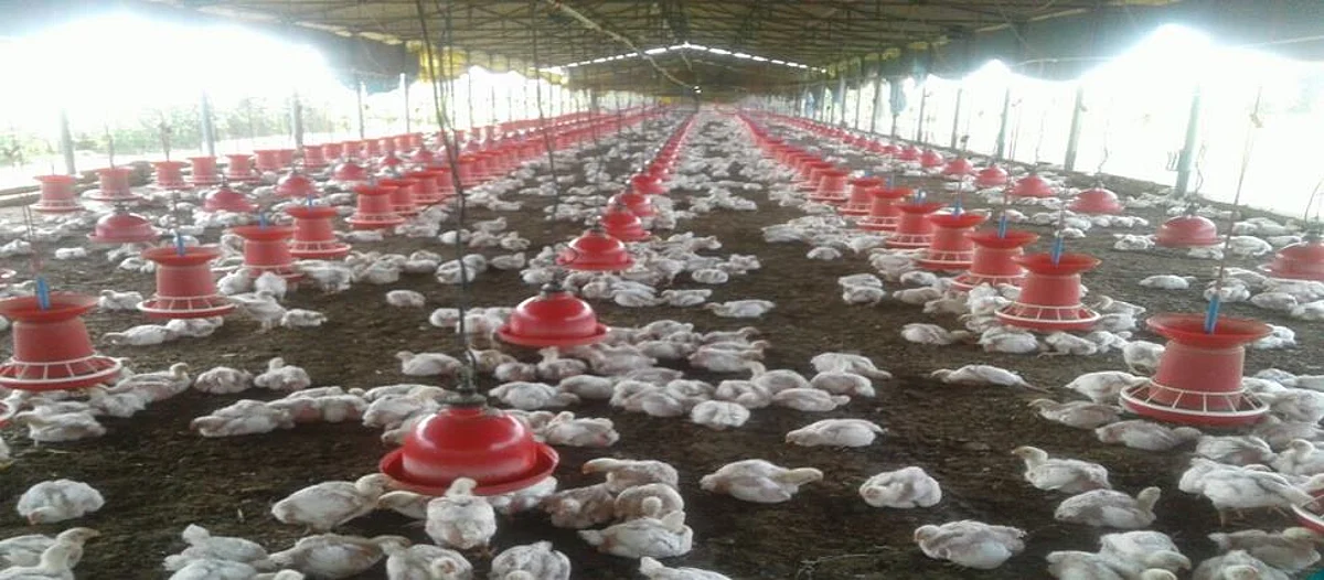 करारावरील पोल्ट्री व्यवसायातून साधला उत्कर्ष