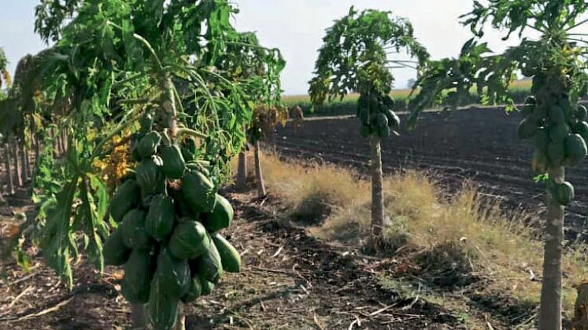 Papaya Market | Papaya Mandi Prices | Papaya rate stable in Khandesh