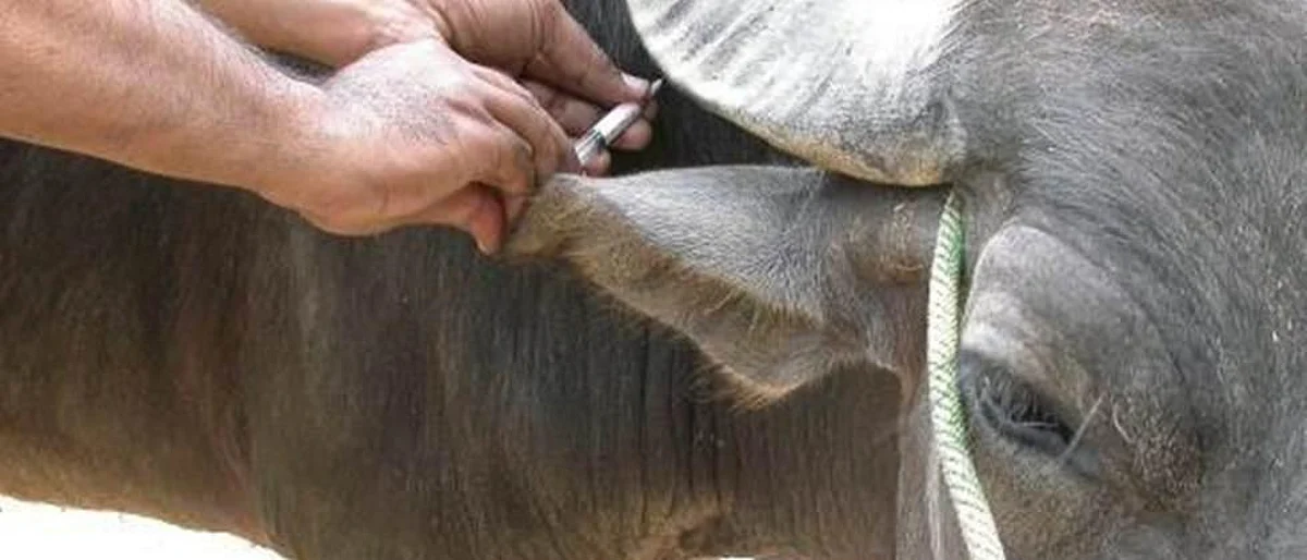पशुसंवर्धन विभागाची यंत्रणाच आजारी