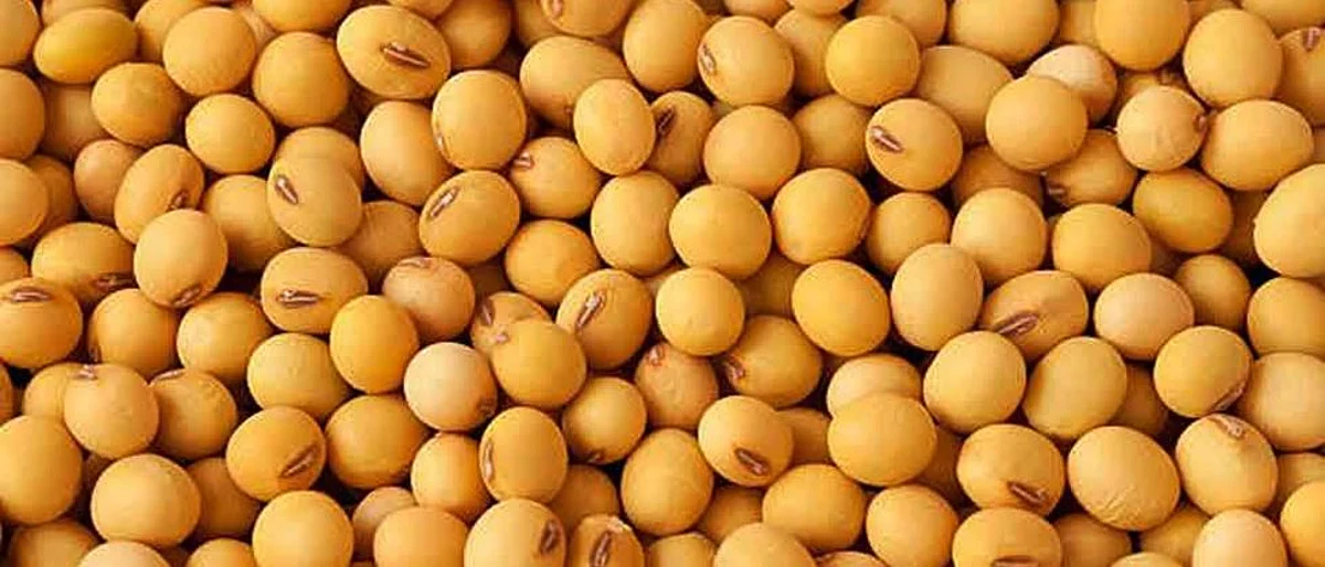 Soybean Market