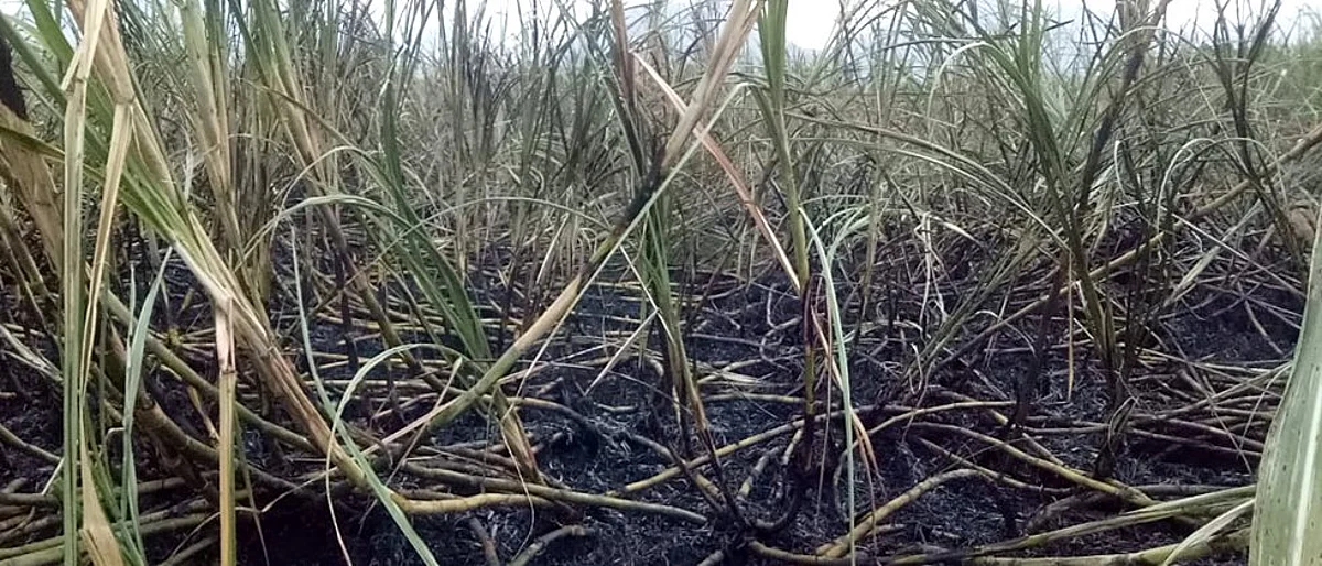 crop damage