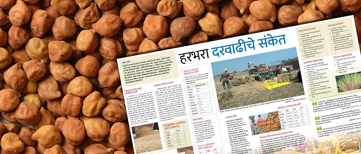हरभरा दरवाढीचे संकेत