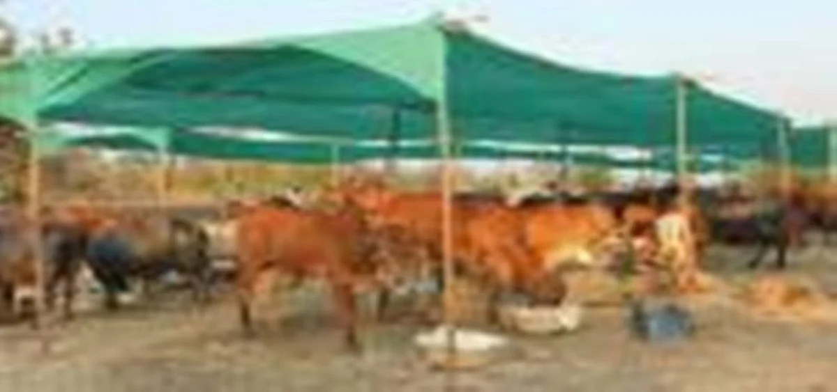 चारा छावणी दाखवा आणि हजार रुपये मिळवा, 'स्वाभिमानी'चे आवाहन